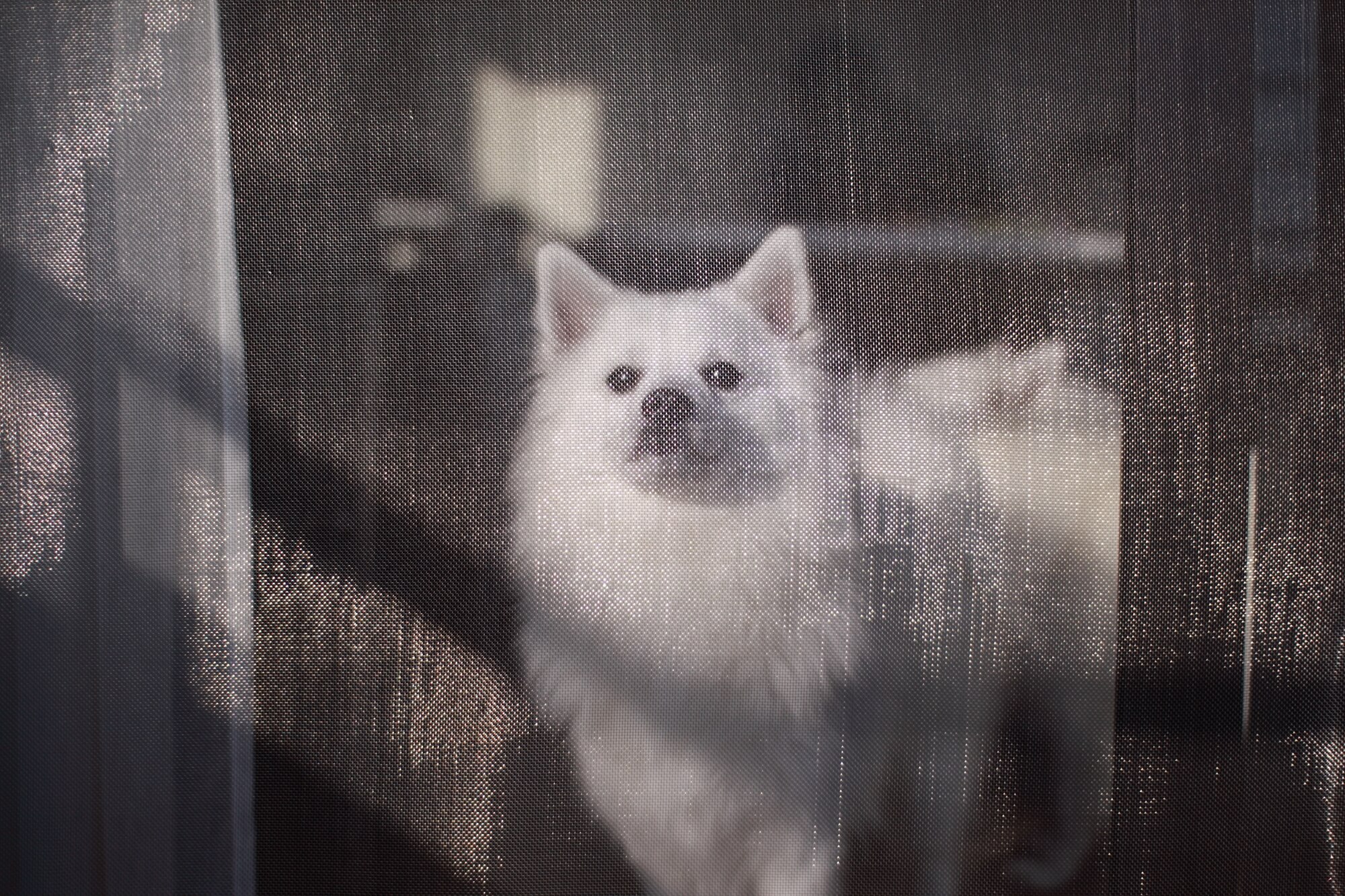 スピッツで後悔しやすいポイントと、後悔しないための準備